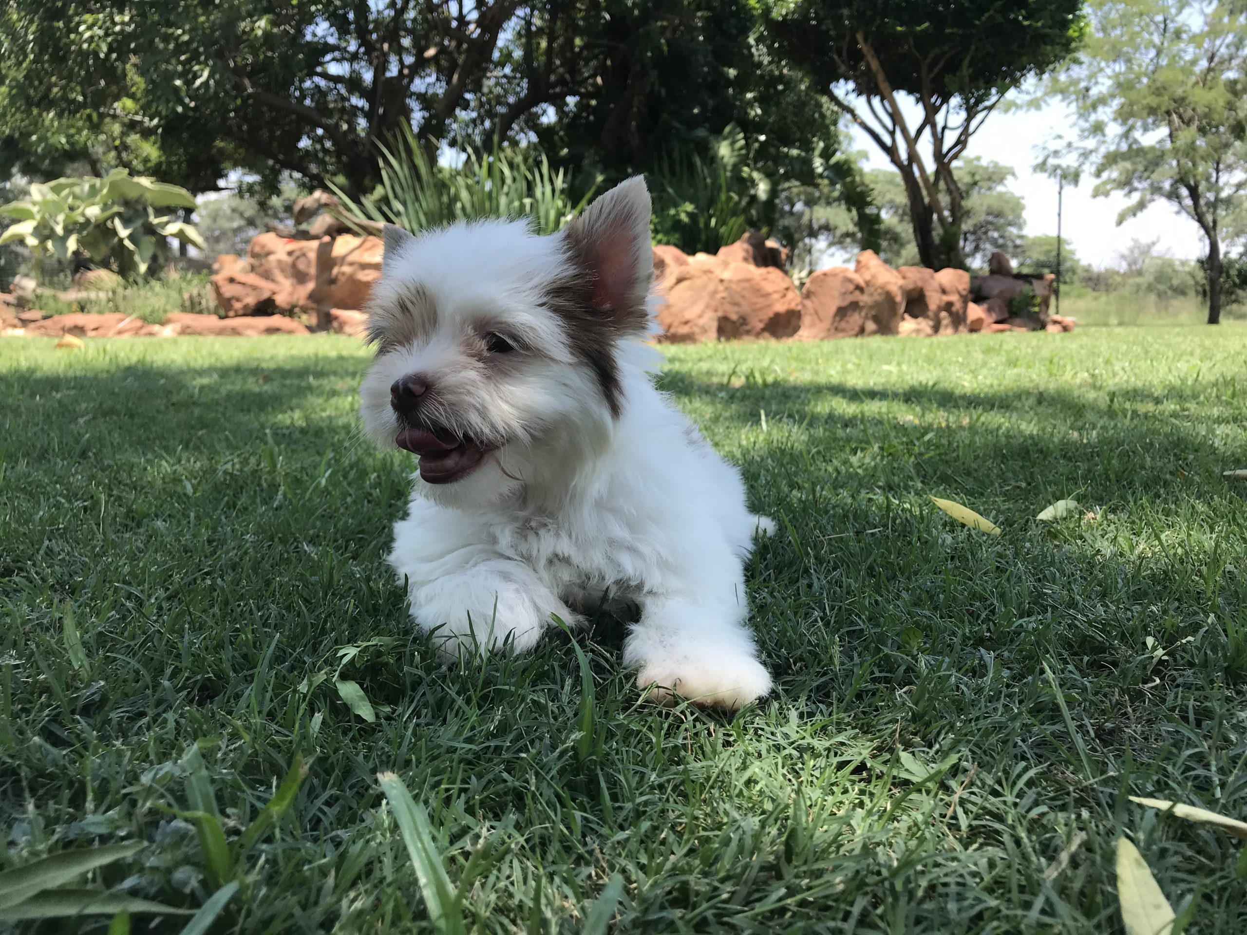 The Cutest Yorkies in South Africa • Karmic Pets