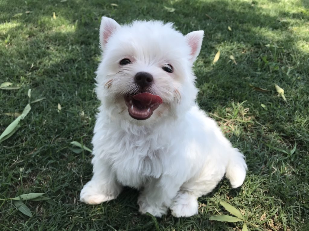 White yorkie clearance for sale