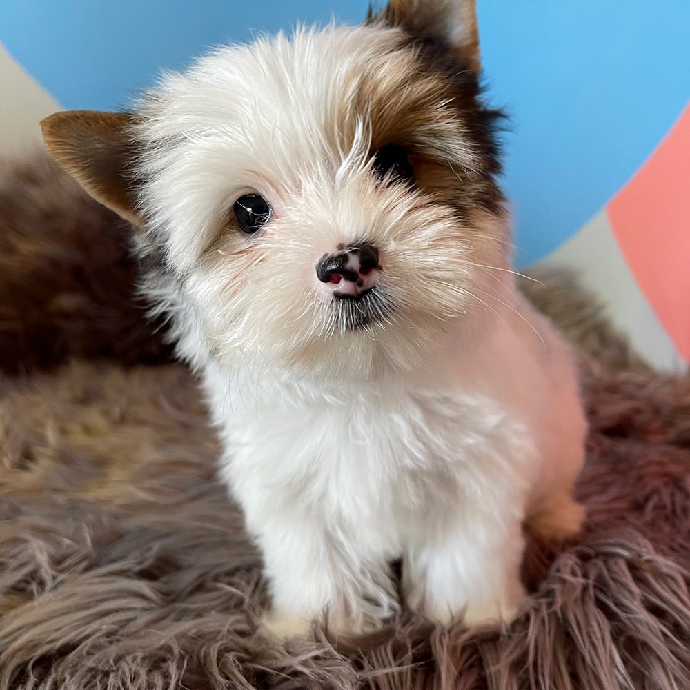 Cutest Available Yorkshire Terrier Puppies • Karmic Pets