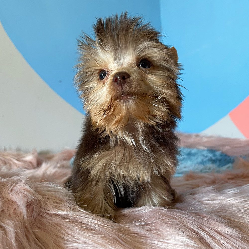 The Cutest Yorkies in South Africa • Karmic Pets