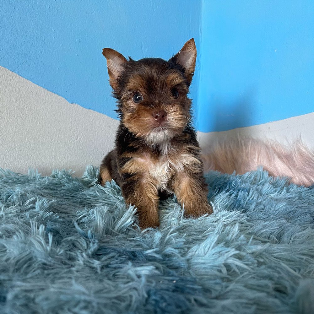 The Cutest Yorkies in South Africa • Karmic Pets