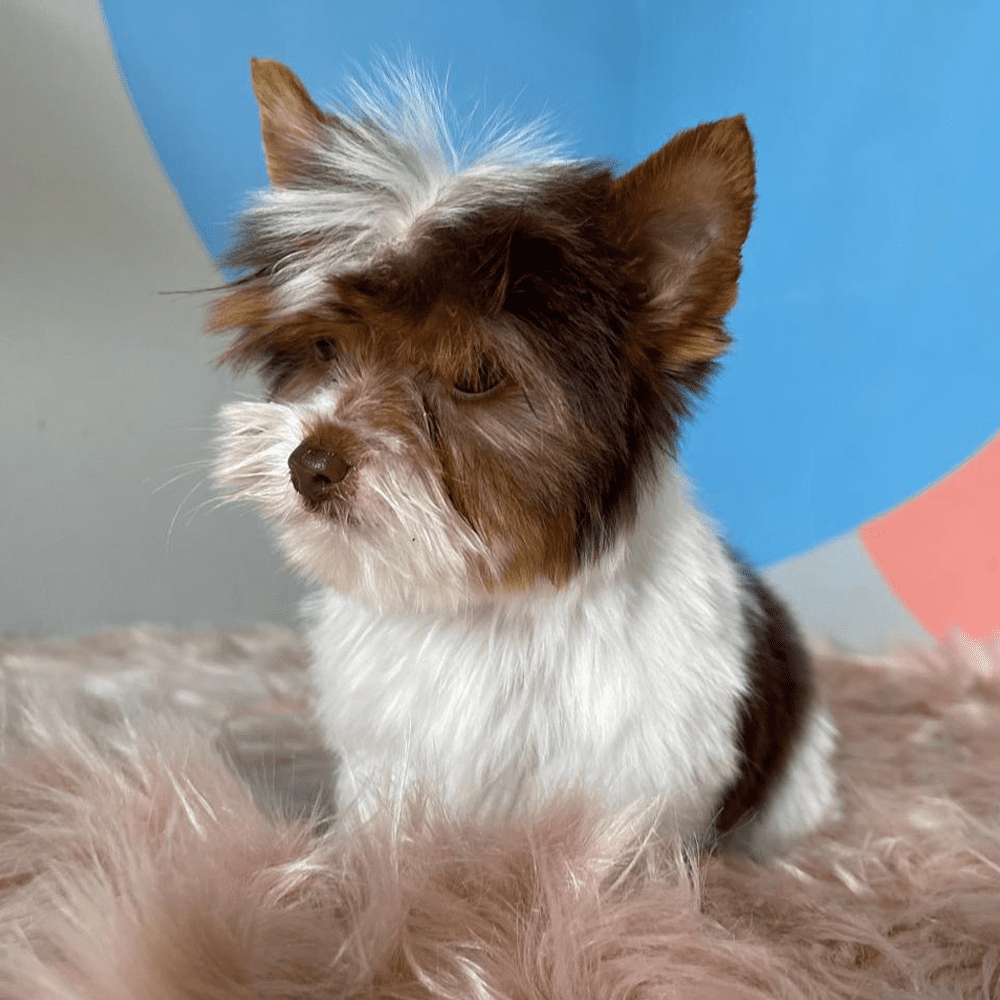 The Cutest Yorkies in South Africa • Karmic Pets