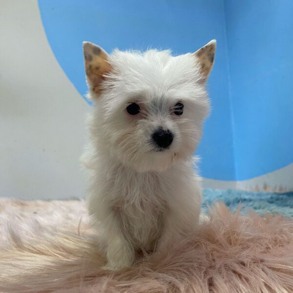 Cutest Available Yorkshire Terrier Puppies • Karmic Pets