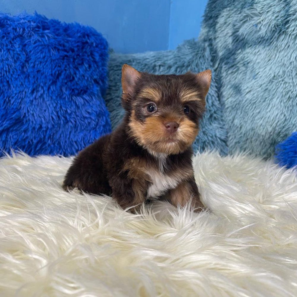Oreo • Karmic Pets