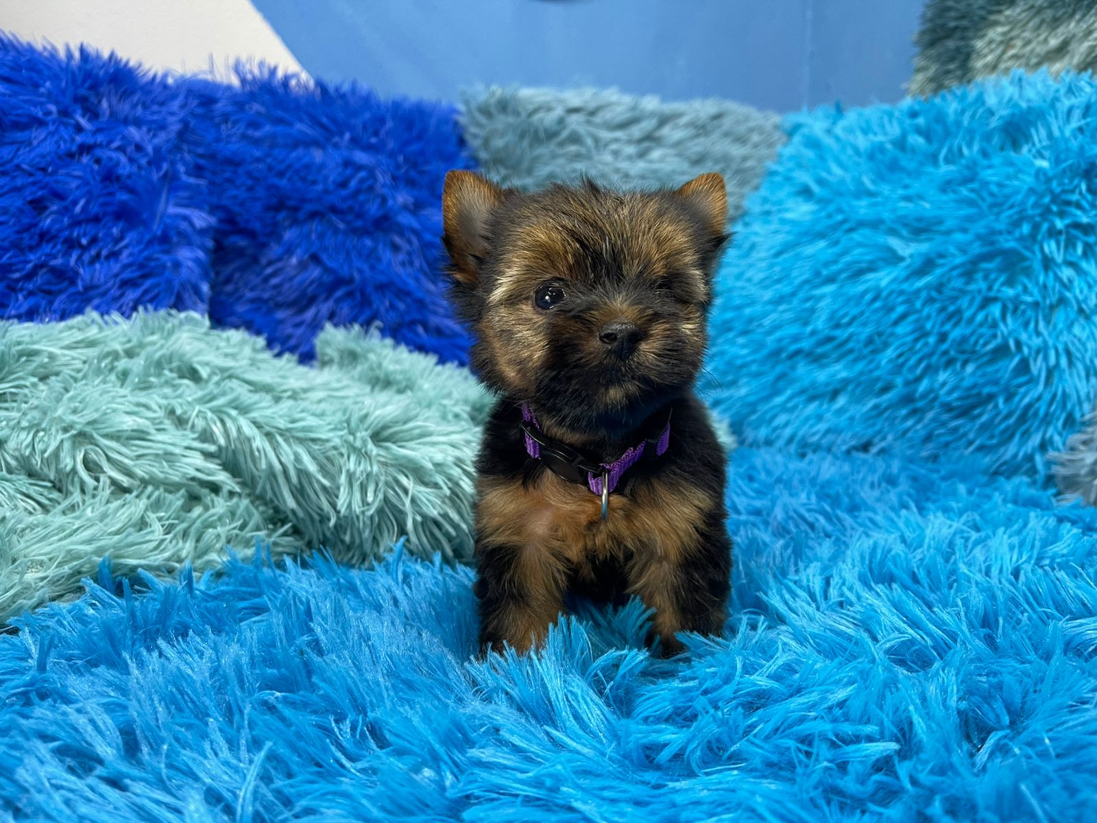 Bambi • Karmic Pets
