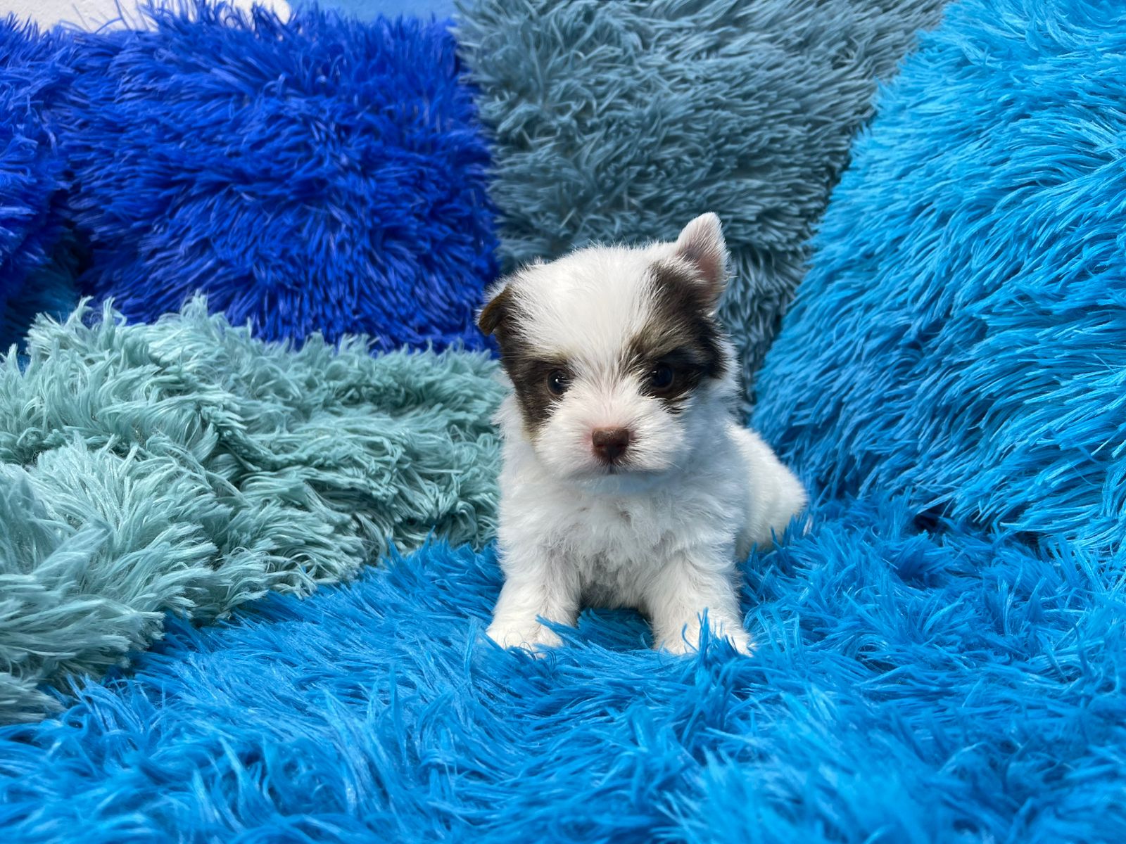 Orion • Karmic Pets