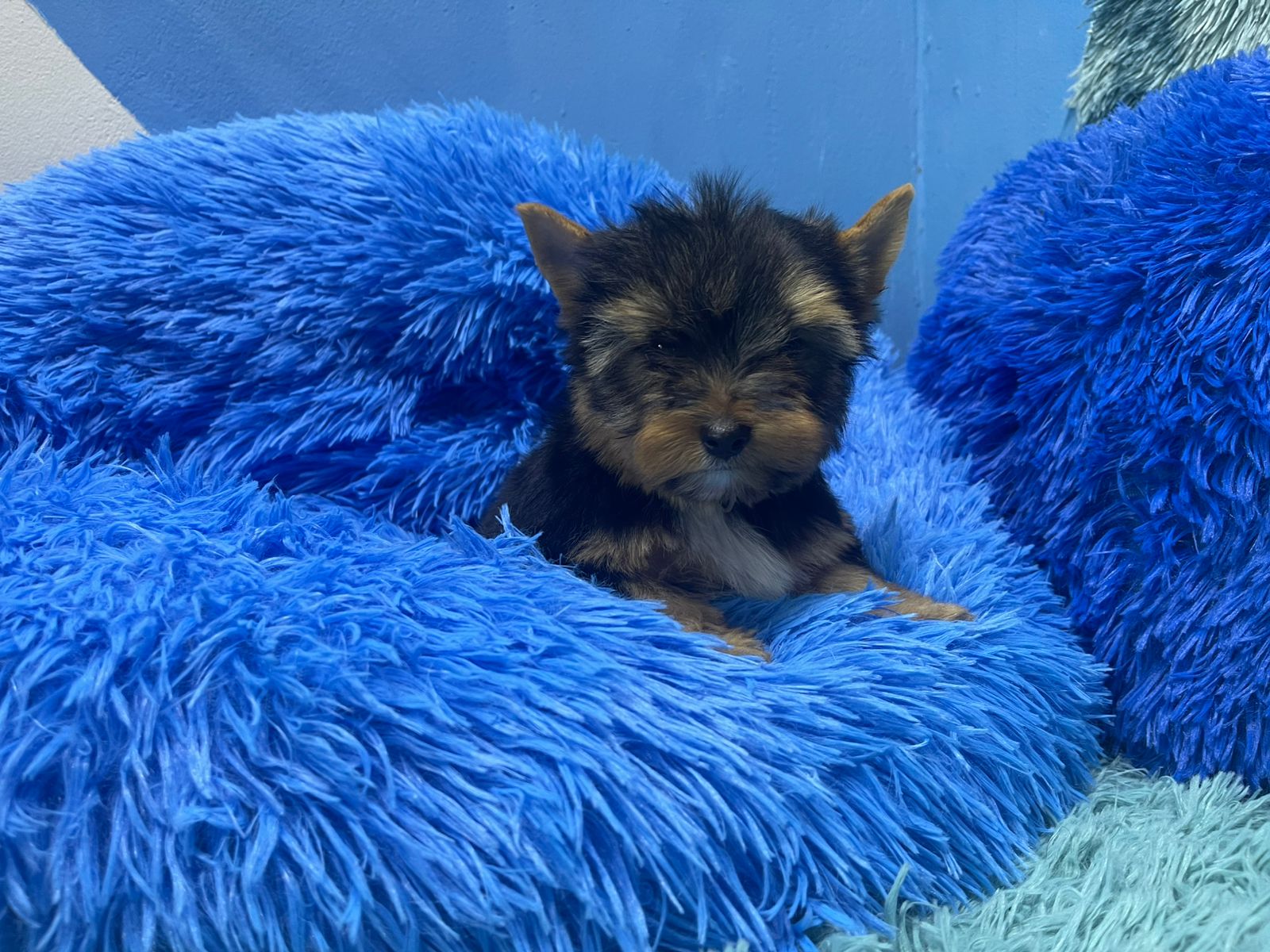 Gizmo • Karmic Pets