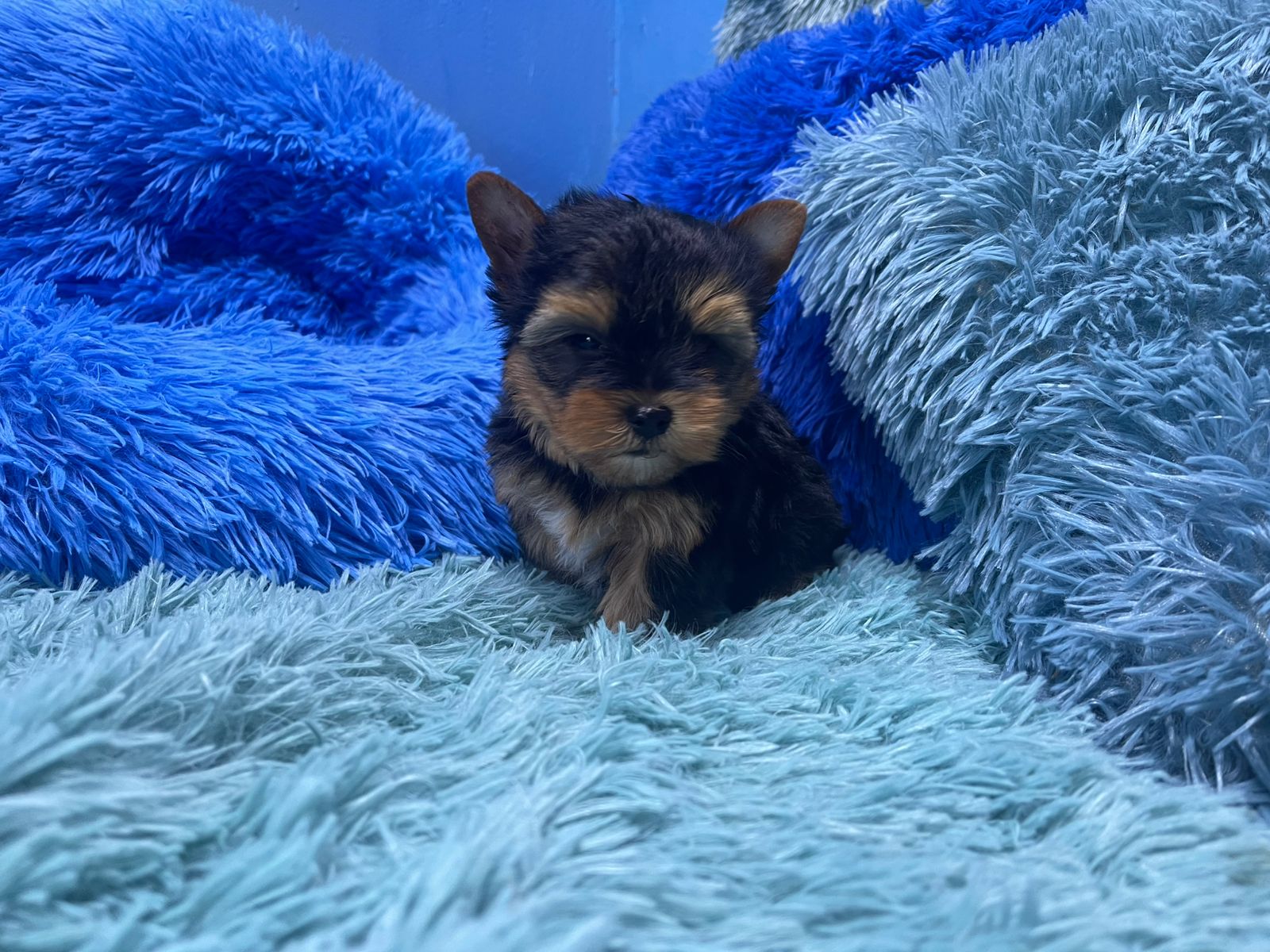 Kraven • Karmic Pets