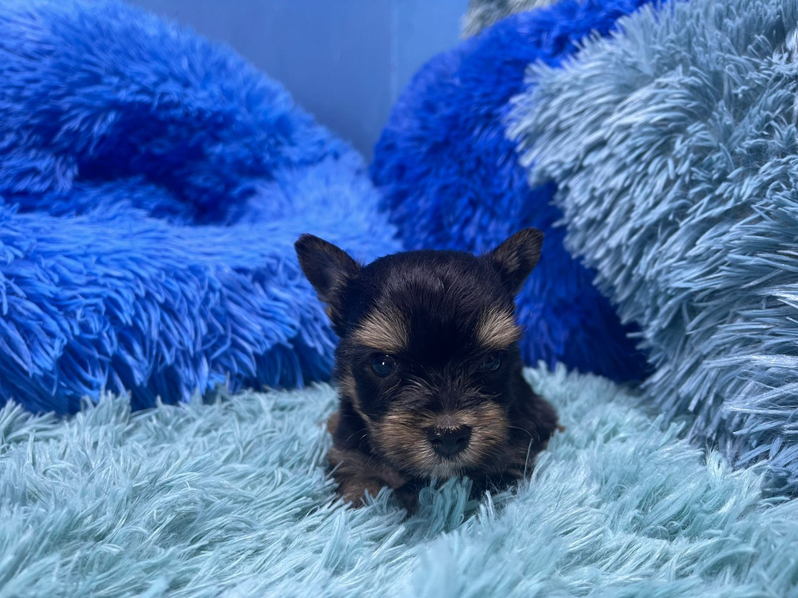 Nero • Karmic Pets