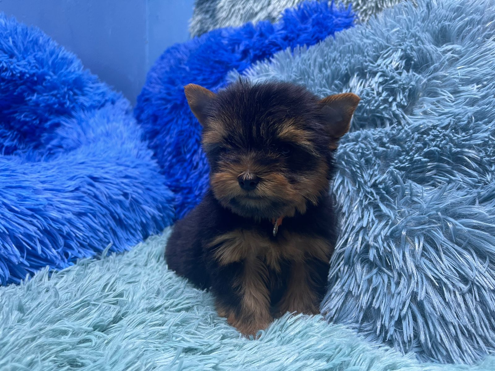 Pixel • Karmic Pets