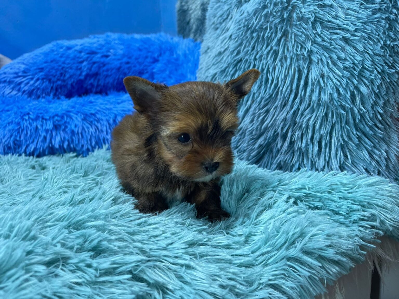 The Cutest Yorkies in South Africa • Karmic Pets
